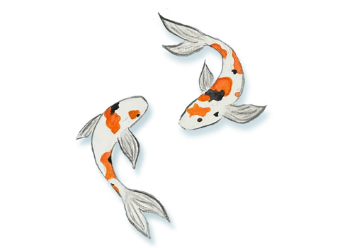 koi fish